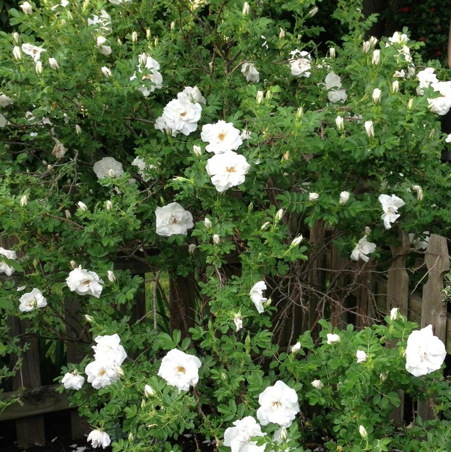 Rosa rugosa 'Blanc Double de Coubert'